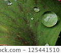 Leaves with raindrops 125441510