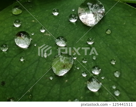 Grass leaves with water drops Grass leaves with water drops 125441511