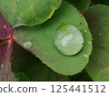 Leaves wet with rain 125441512