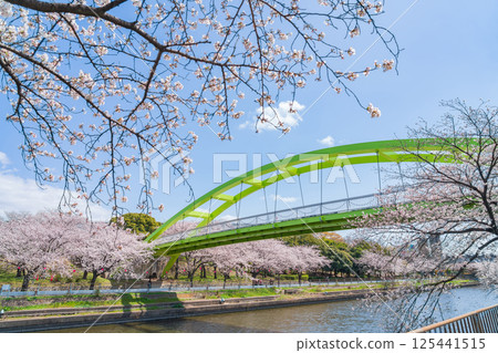 Spring at Arakogawa Park, cherry blossoms in full bloom (Nagoya, Aichi Prefecture) 125441515