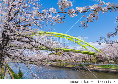 Spring at Arakogawa Park, cherry blossoms in full bloom (Nagoya, Aichi Prefecture) 125441517