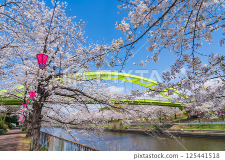 Spring at Arakogawa Park, cherry blossoms in full bloom (Nagoya, Aichi Prefecture) 125441518