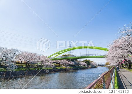 Spring at Arakogawa Park, cherry blossoms in full bloom (Nagoya, Aichi Prefecture) 125441523