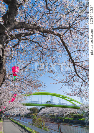 春天的荒子川公園,櫻花盛開(愛知縣名古屋市) 春天的荒子川公園,櫻花盛開(愛知縣名古屋市) 125441524