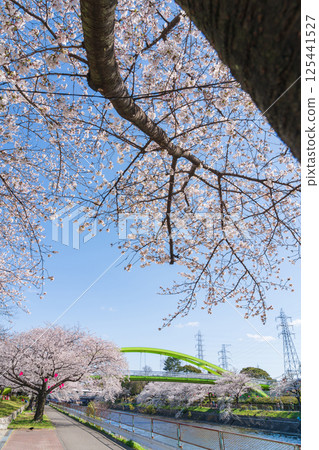 Spring at Arakogawa Park, cherry blossoms in full bloom (Nagoya, Aichi Prefecture) 125441527