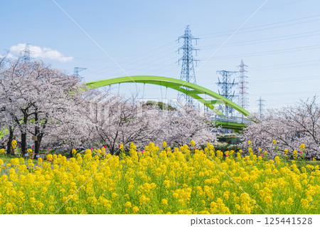 Spring at Arakogawa Park, cherry blossoms in full bloom (Nagoya, Aichi Prefecture) Spring at Arakogawa Park, cherry blossoms in full bloom (Nagoya, Aichi Prefecture) 125441528