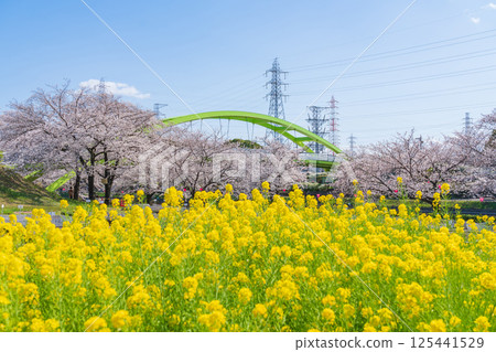 春天的荒子川公園,櫻花盛開(愛知縣名古屋市) 春天的荒子川公園,櫻花盛開(愛知縣名古屋市) 125441529