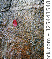 Fallen leaves on rocks 125441548