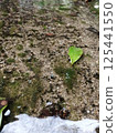 Shallow brook 125441550