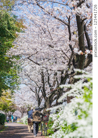 春天的荒子川公園，櫻花盛開（愛知縣名古屋市） 125441726