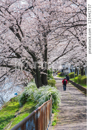 春天的荒子川公園,櫻花盛開(愛知縣名古屋市) 春天的荒子川公園,櫻花盛開(愛知縣名古屋市) 125441737
