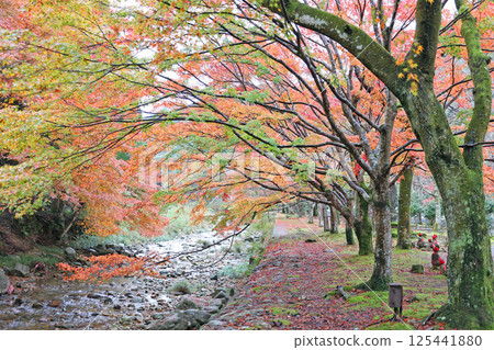 大寧農的秋葉 大寧農的秋葉 125441880