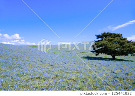 Nemophila Hill at Hitachi Seaside Park, Hitachinaka City, Ibaraki Prefecture Nemophila Hill at Hitachi Seaside Park, Hitachinaka City, Ibaraki Prefecture 125441922