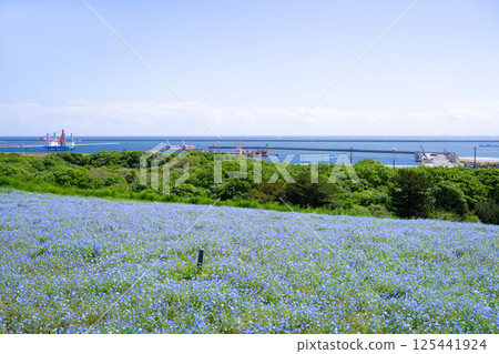 Nemophila Hill at Hitachi Seaside Park, Hitachinaka City, Ibaraki Prefecture Nemophila Hill at Hitachi Seaside Park, Hitachinaka City, Ibaraki Prefecture 125441924