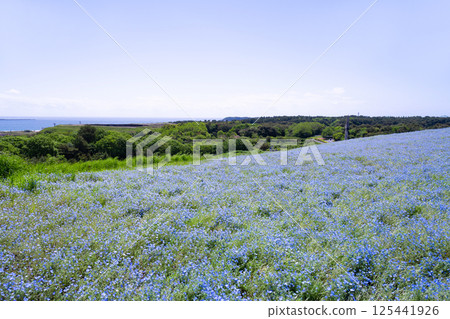 Nemophila Hill at Hitachi Seaside Park, Hitachinaka City, Ibaraki Prefecture 125441926