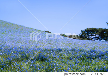 Nemophila Hill at Hitachi Seaside Park, Hitachinaka City, Ibaraki Prefecture 125441928