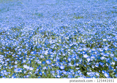 茨城縣常陸那珂市日立海濱公園內莫菲拉之丘 茨城縣常陸那珂市日立海濱公園內莫菲拉之丘 125441931