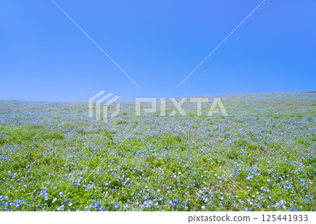 茨城縣常陸那珂市日立海濱公園內莫菲拉之丘 125441933