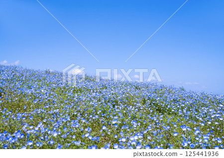 茨城縣常陸那珂市日立海濱公園內莫菲拉之丘 茨城縣常陸那珂市日立海濱公園內莫菲拉之丘 125441936