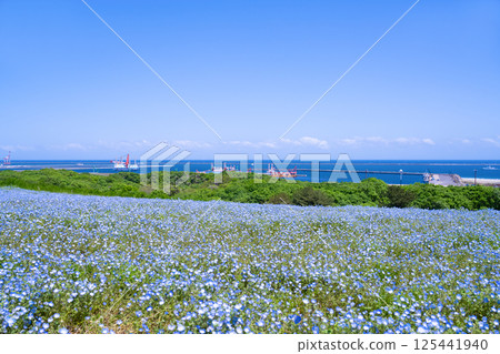 Nemophila Hill at Hitachi Seaside Park, Hitachinaka City, Ibaraki Prefecture 125441940