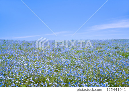 Nemophila Hill at Hitachi Seaside Park, Hitachinaka City, Ibaraki Prefecture 125441941