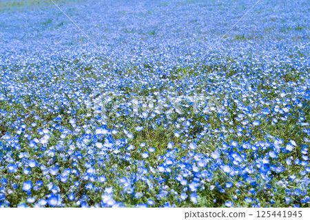 茨城縣常陸那珂市日立海濱公園內莫菲拉之丘 125441945