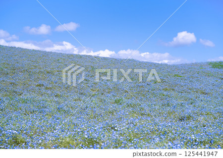 Nemophila Hill at Hitachi Seaside Park, Hitachinaka City, Ibaraki Prefecture 125441947