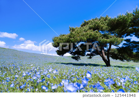 茨城縣常陸那珂市日立海濱公園內莫菲拉之丘 125441948