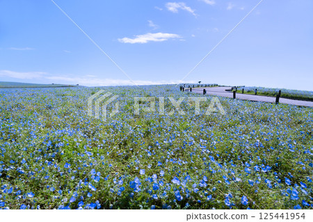 茨城縣常陸那珂市日立海濱公園內莫菲拉之丘 125441954