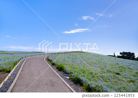 Nemophila Hill at Hitachi Seaside Park, Hitachinaka City, Ibaraki Prefecture Nemophila Hill at Hitachi Seaside Park, Hitachinaka City, Ibaraki Prefecture 125441955