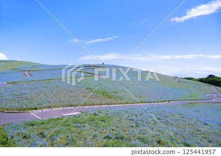 Nemophila Hill at Hitachi Seaside Park, Hitachinaka City, Ibaraki Prefecture 125441957