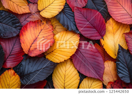close-up of autumn leaves falling on the forest floor, vibrant red and yellow hues 125442650
