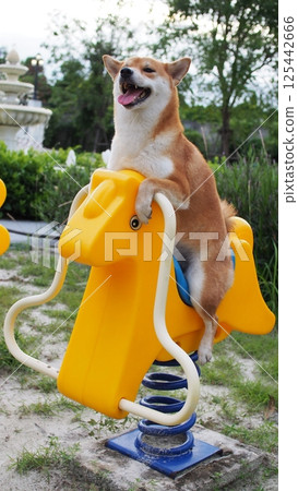 A cheerful Shiba Inu enjoys a playful moment riding a yellow spring rocker shaped like an animal in a park. A perfect blend of cuteness and humor for pet lovers 125442666