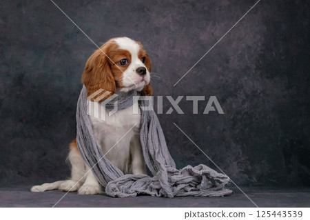 A beautiful white and red puppy in a blue flying headscarf. A fashionable dog. A beautiful white and red puppy in a blue flying headscarf. A fashionable dog. 125443539