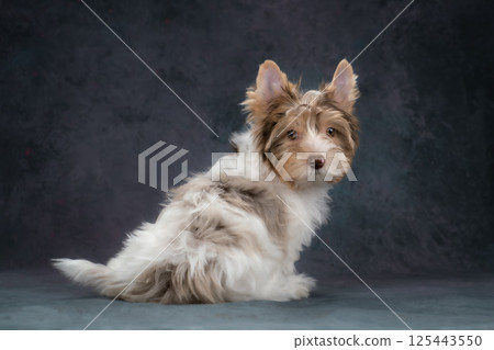 A beautiful Biewer puppy, a Yorkshire terrier. Gray background, studio shooting 125443550
