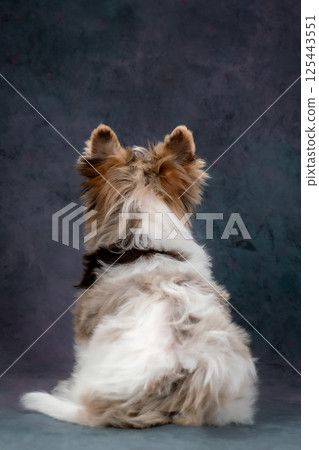 A beautiful Biewer puppy, a Yorkshire terrier. Gray background, studio shooting 125443551