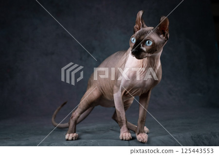 Lovely bald cat with blue eyes, Studio shooting on a gray background 125443553