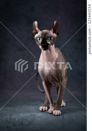 Lovely bald cat with blue eyes, Studio shooting on a gray background 125443554