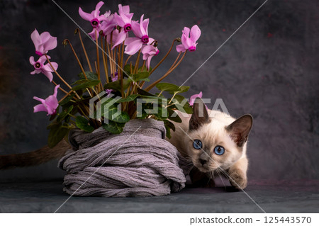 Beautiful Thai kitten sitting next to pink flowers. Siamese kitten on a gray background Beautiful Thai kitten sitting next to pink flowers. Siamese kitten on a gray background 125443570