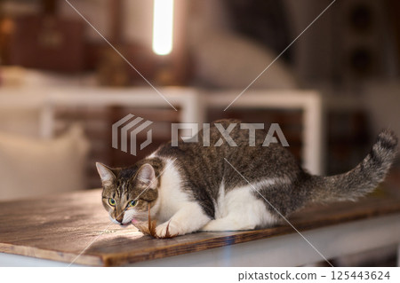 A Playful Cat is Joyfully Enjoying Its Leisure Time while Engaging with a Fun Toy 125443624