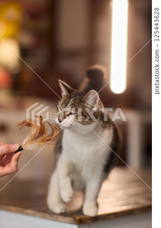 A Playful Cat is Joyfully Enjoying Its Leisure Time while Engaging with a Fun Toy A Playful Cat is Joyfully Enjoying Its Leisure Time while Engaging with a Fun Toy 125443628