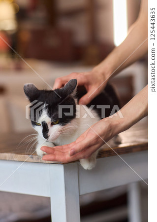 Enjoying some relaxing moments with cat massage therapy can bring great joy and comfort 125443635