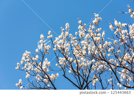 Plum blossom  125443663
