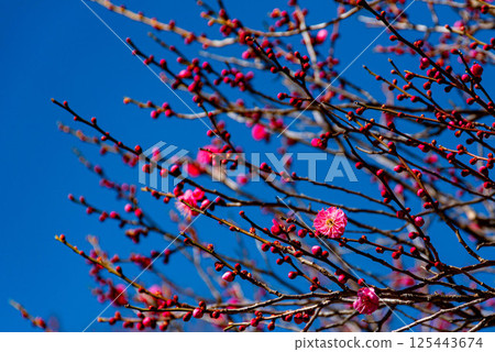 Plum blossom Plum blossom 125443674