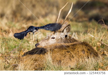 Jackdaw in Flight Over Resting Deer Jackdaw in Flight Over Resting Deer 125443756