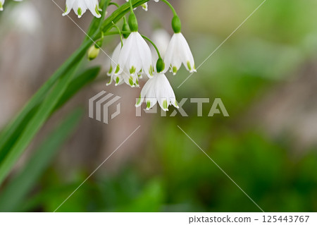 Snowflake blooming in the spring field Snowflake blooming in the spring field 125443767