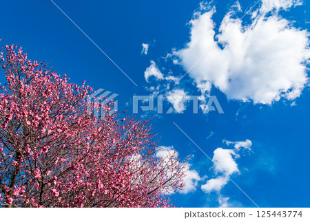 Blue sky and plum blossoms Blue sky and plum blossoms 125443774