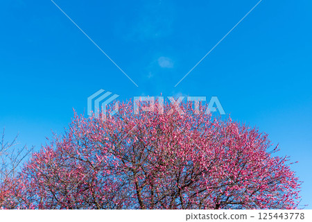 Blue sky and plum blossoms Blue sky and plum blossoms 125443778