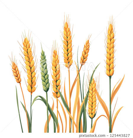 Vsai ripe wheat stalks growing in field, agriculture and harvest concept 125443827