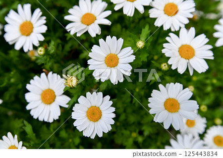 North pole North pole 125443834